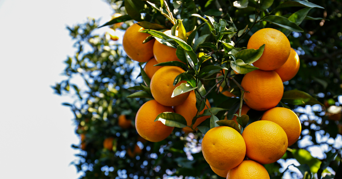 How to Pick the Best Spring Produce